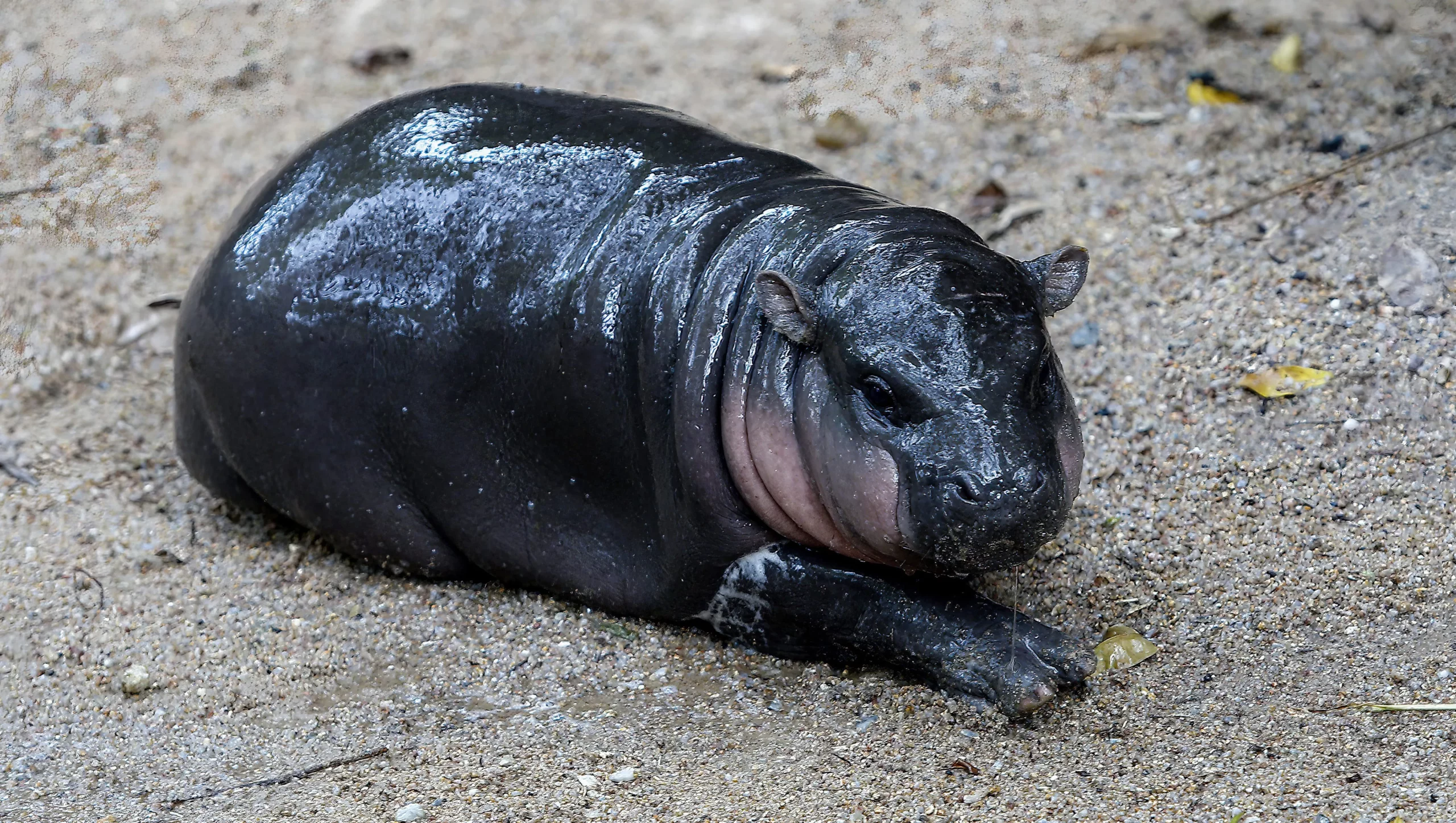 Meet Moo Deng: The Popular Baby Pygmy Hippo Capturing Hearts Everywhere